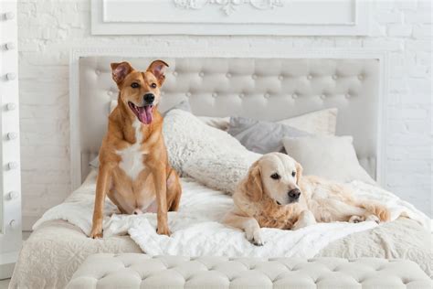 Family-Friendly Hotels That Will Gladly Welcome Your Pets