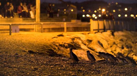 Oamaru Blue Penguin Colony : Birding NZ