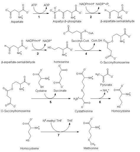 Methionine: The methionine-homocysteine cycle and its effects on cognitive diseases ...