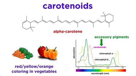 How Do Pigments Absorb Light? 13 Most Correct Answers - Chiangmaiplaces.net