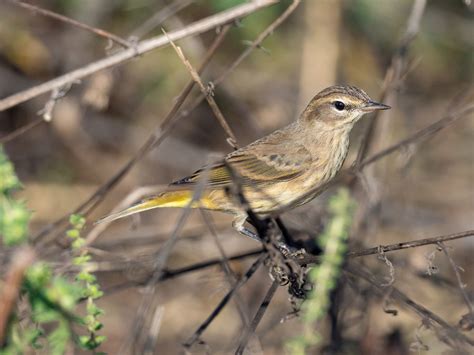 Palm Warbler | Audubon Field Guide