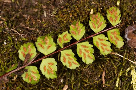 Vascular Plants of the Gila Wilderness-- Asplenium trichomanes