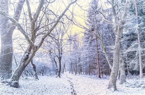 Frosty Morning in Forest Free Photo Download | FreeImages