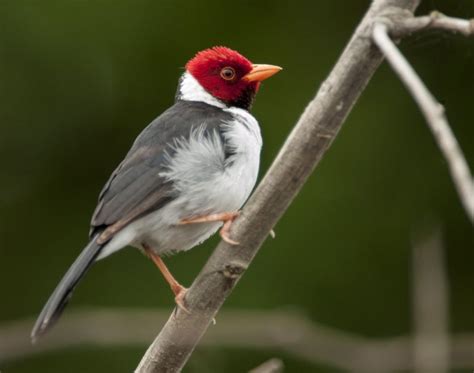 Yellow-billed Cardinal - Owen Deutsch Photography