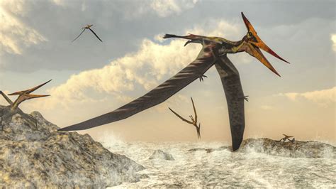 Are Pterodactyl Sightings Real?