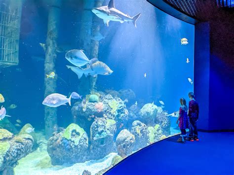 Best Tips for Visiting Wonders of Wildlife Museum and Aquarium - Midwest Nomad Family