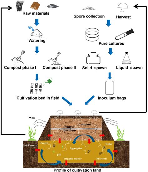 Mushroom Compost The Giorgi Companies,, 52% OFF