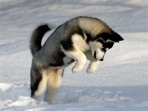 🔥 [100+] Snow Puppies Free Wallpapers | WallpaperSafari