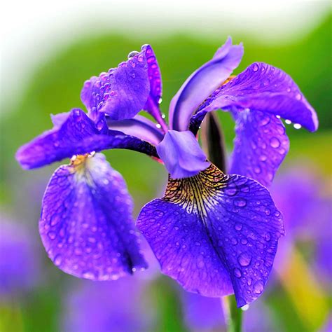 9 Top Types of Iris for the Flower Garden