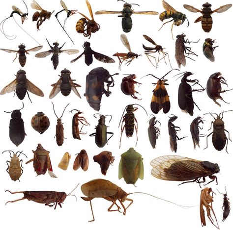 Classification of Bugs - Forestrypedia