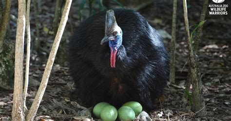 The Wonder of the Cassowary: Its Colorful Eggs During Breeding Season - Hasan Jasim