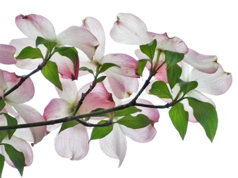 Pink Dogwood Tree Blooming with Pink Flowers Stock Image - Image of season, dogwood: 90776397