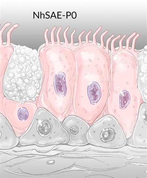 Normal Human Small Airway Epithelial Cells (NhSAE-P0) | Novabiosis