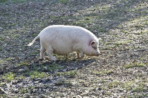 Potbelly Pig stock photo. Image of rural, potbelly, potbellied - 8493038