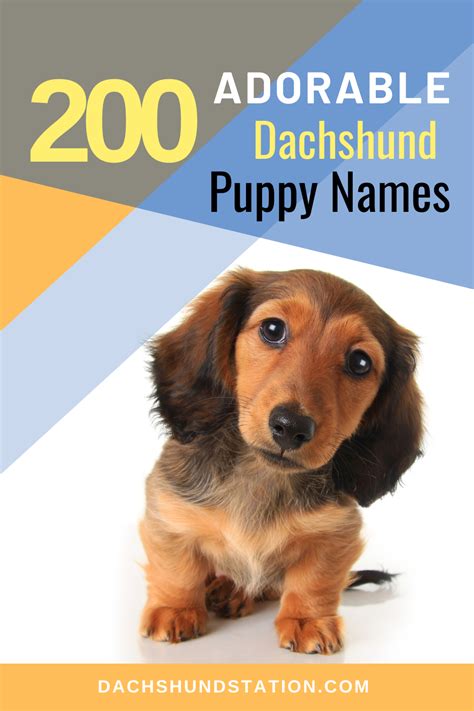 Top Unique Dachshund Names *2024*- Dachshund Station | Puppy names ...