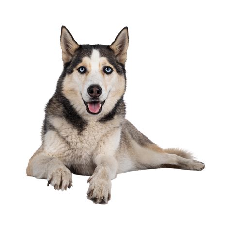 Siberian Husky Dog breed transparent background 27296608 PNG