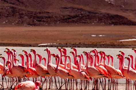 Flamingo Mating Dance: One of Nature's Most Wonderful Quirks