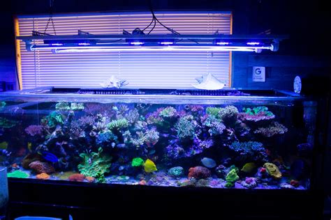 Best Saltwater Aquarium Light Schedule For Healthy Corals