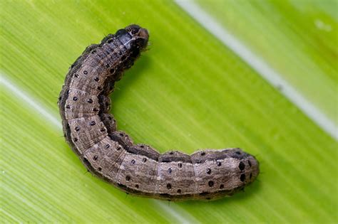 Armyworm Control: How to Get Rid of Armyworms and Protect Your Lawn…