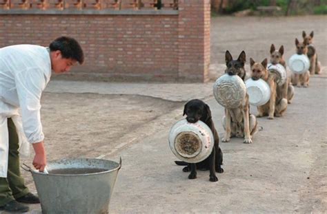 Chinese police dogs line up for lunch : aww