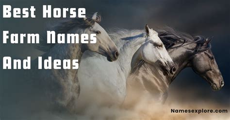 600+ Best Horse Farm Names And Ideas In 2024