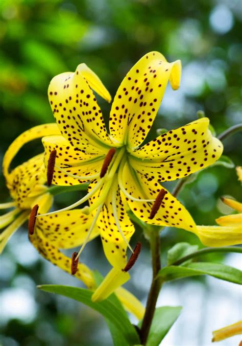 Yellow lilies 🌼 🌟 The bright stars of the summer garden