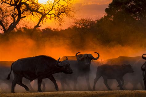 Cape Buffalo Hunting: Where and How to Pursue the Legendary "Black Death" - Wide Open Spaces