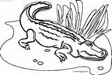 All Crocodile Alligator Coloring Page  Wecoloringpagecom sketch template
