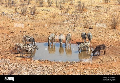 Animals drinking at a water hole in Etosha National Park, Namibia Africa Stock Photo - Alamy