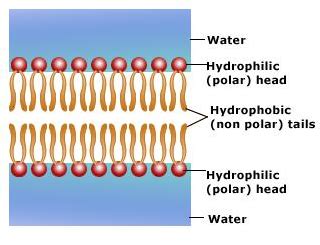 Blood Cells | Fluid Effects on Structural Systems Group