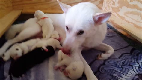 Kishu Ken (紀州犬) puppies at 3 days. - YouTube