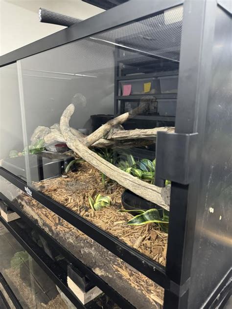 Corn Snake Enclosure Size: Thriving Habitat Tips | KCN