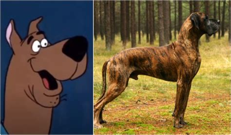 What Kind Of Dog Is Scooby Doo?