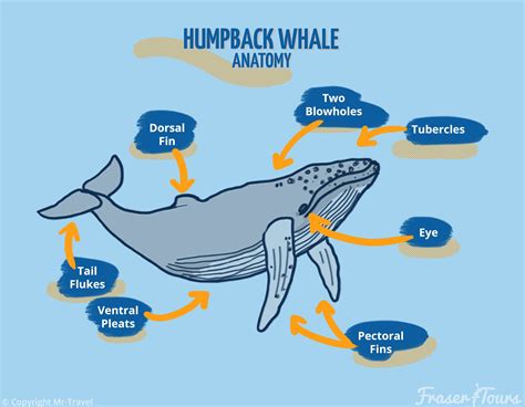 Humpback Whale Behaviours - Fraser-Tours.com