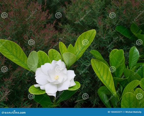 White Gardenia Blooming in the Rainy Season Stock Image - Image of ...