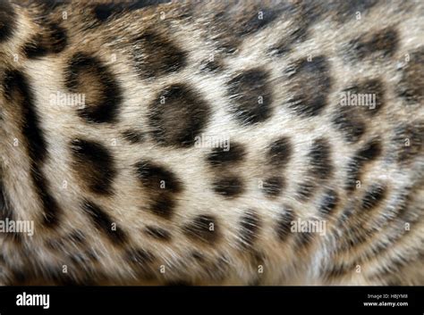 Fur Bengal cat Stock Photo - Alamy