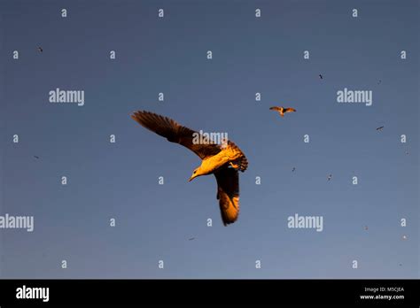 Seagull in flight, sunset Stock Photo - Alamy