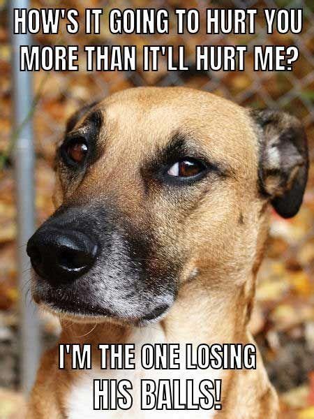 Funny Dog Meme with a skeptical dog questioning owner's logic. #dogs #funny #meme #humor # ...