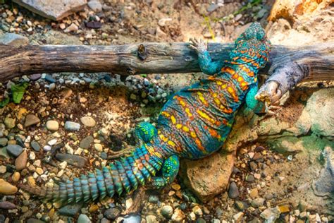 Uromastyx Images – Browse 647 Stock Photos, Vectors, and Video | Adobe Stock