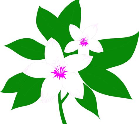 Sampaguita Flower Png Find download free graphic resources for sampaguita