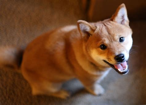 Red Shiba Inu | Shiba inu, Doggy, Animals