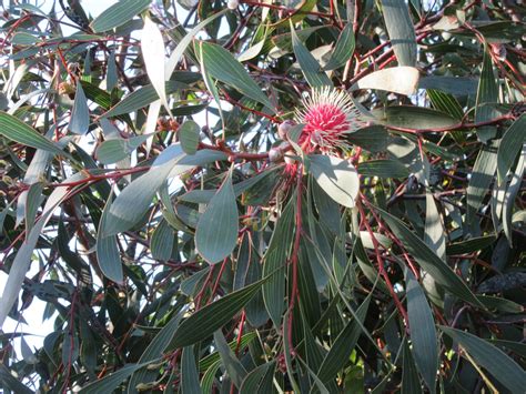 Hakea laurina - Geographe Plants