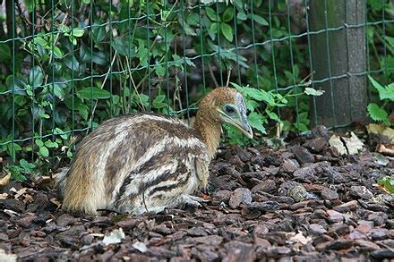 Cassowary - Wikipedia