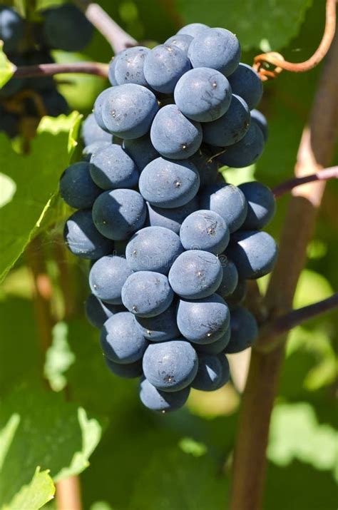 Bunch Of Pinot Noir Red Wine Grape On The Vine Royalty Free Stock Image - Image: 26627796