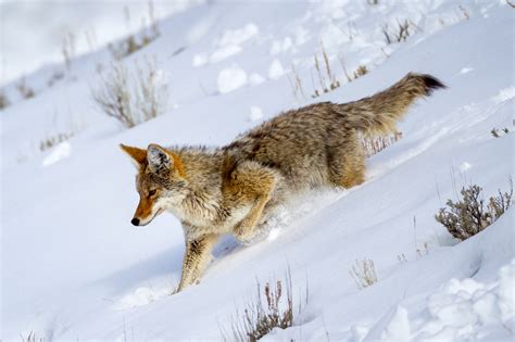 Coyote In Winter Snow Downhill Yellowstone Natl Park Print | Photos by Joseph C. Filer