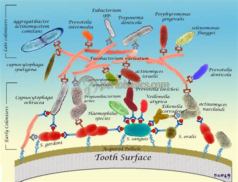 Biofilms--- An amazing array of bacteria in community on our teeth ...