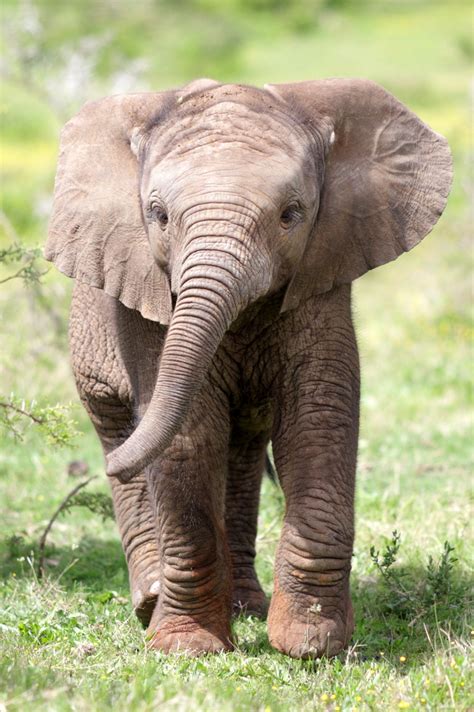 Dololo, the Baby Elephant Thought To Be Dead Will Be Transitioned Back ...