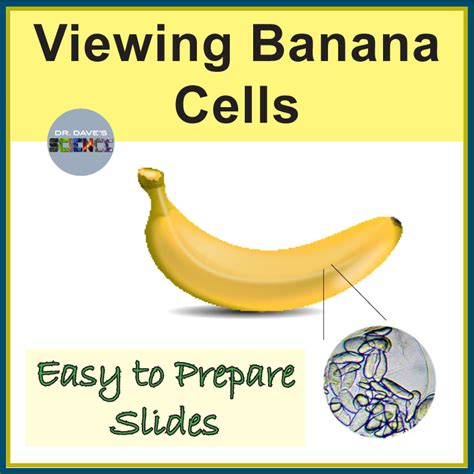 Plant Cells Microscope Worksheets Activity Banana Cells | Made By Teachers