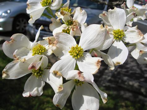 Capital Naturalist by Alonso Abugattas: Virginia's State Flower and Tree