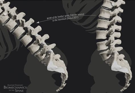 The range of flexion extension of the lumbar spine – Artofit